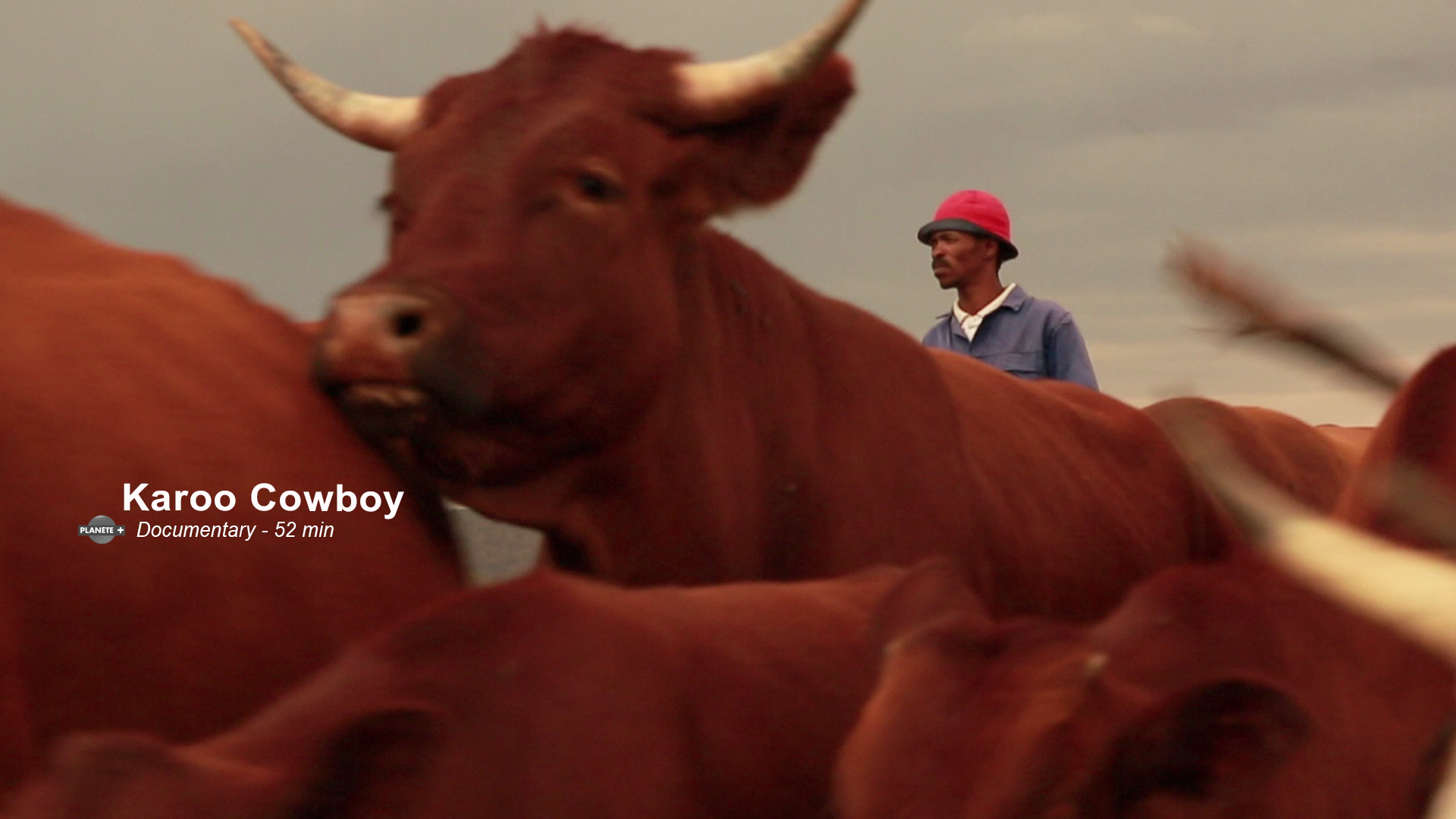 A cowboy with a pink hat and blue shirt stands among a herd of cattle. The cattle are a rich brown color with prominent horns. The text "Karoo Cowboy - Documentary - 52 min" is overlaid on the left side of the image. The background shows a cloudy sky.