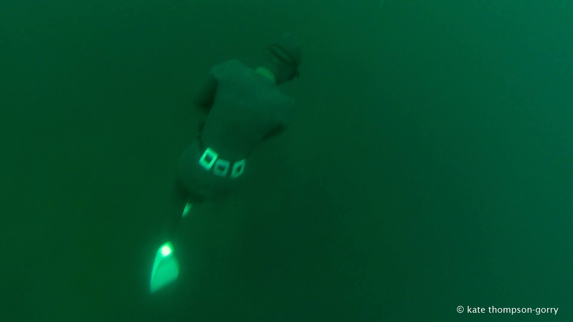 A diver, wearing a wetsuit, fins, and a weight belt, swims underwater in a greenish environment. He is heading away from the camera, enveloped in the murky water. The diver's fins are clearly visible, and the image credit is given to Kate Thompson-Gorry.