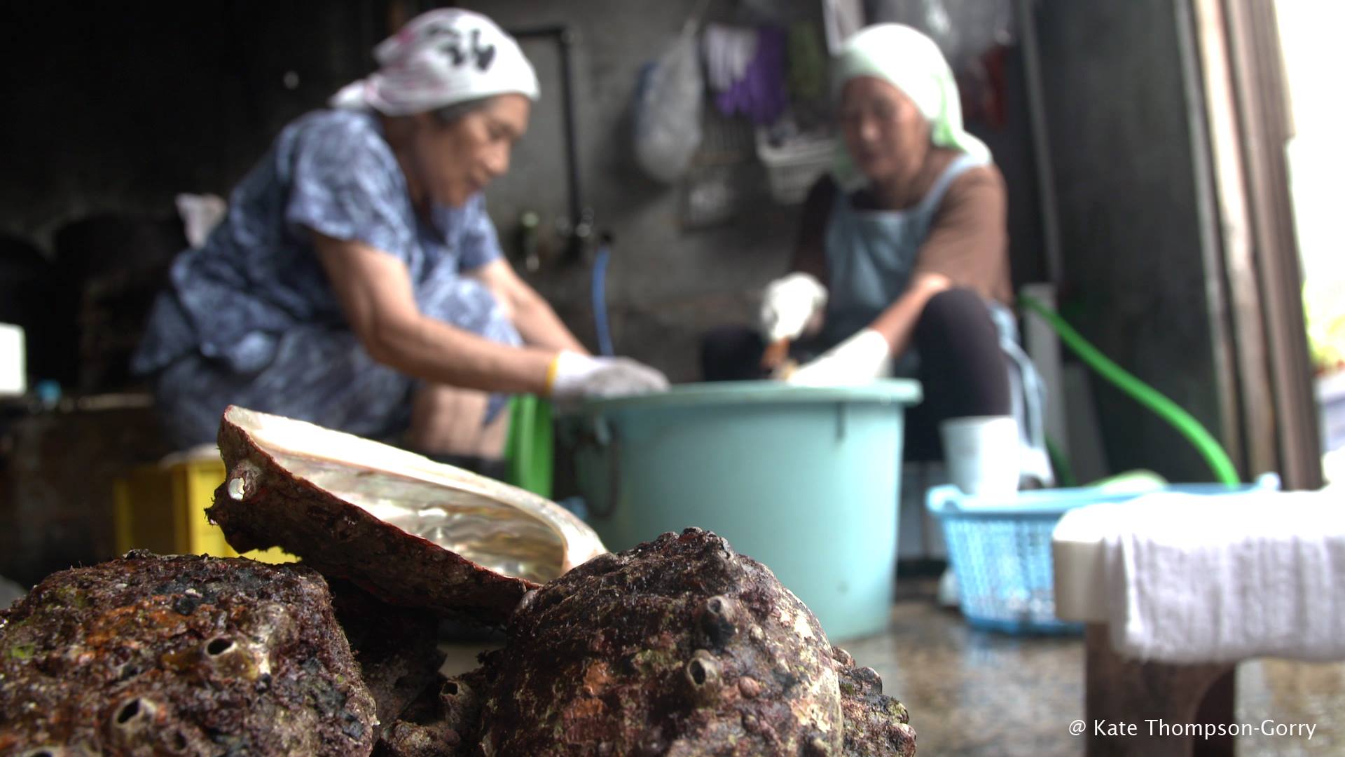 Two elderly women, wearing headscarves and aprons, sit on the floor indoors cleaning abalone shells. The women are in the background, slightly blurred, while the focus in the foreground is on three abalone shells, one open showing its inner side.