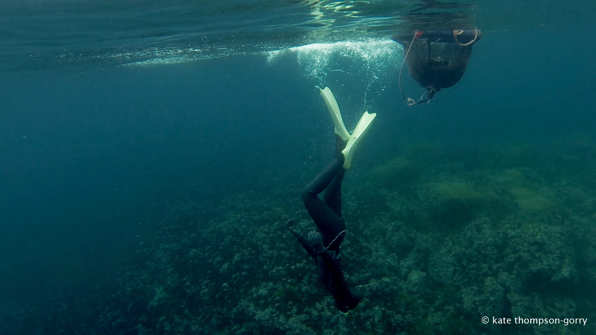 A scuba diver ascends underwater towards the surface, creating bubbles. Another diver can be seen near the surface with gear and a float. The sea floor, covered in marine vegetation, forms the backdrop. (© kate thompson-gorry).