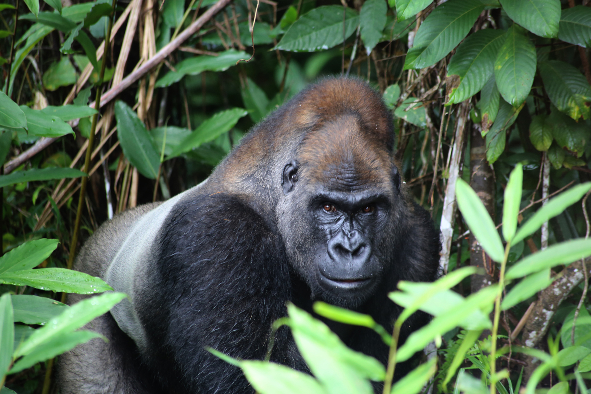 A close-up of a gorilla in a lush, green forest. The gorilla is partially obscured by foliage, and its intense gaze is directed at the camera. The background is dense with green leaves and branches.