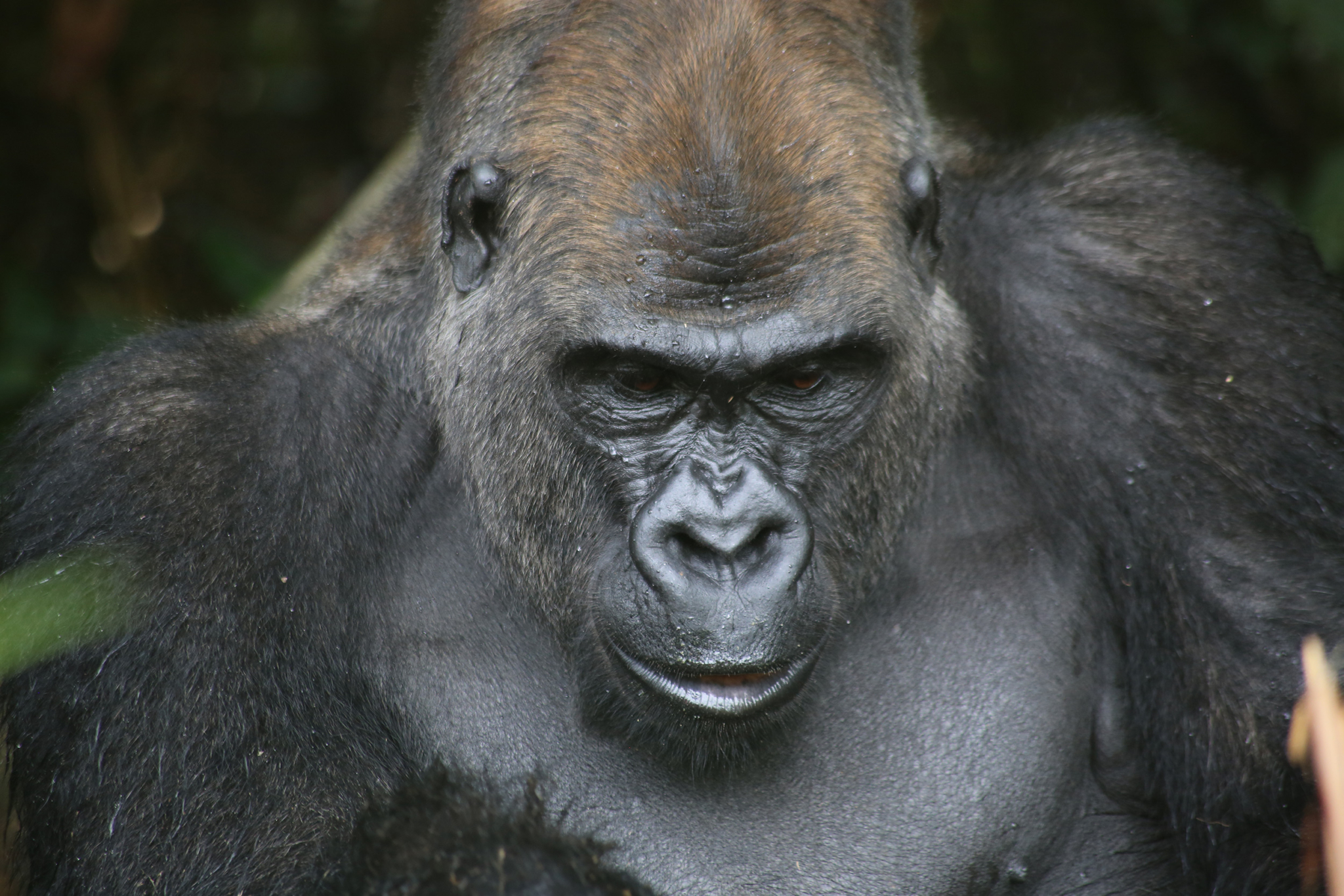 A close-up image of a gorilla with intense, dark eyes and a furrowed brow. The gorilla’s dark fur contrasts with the lighter skin on its face. The background is blurred, focusing attention on the gorilla's expressive face and textured fur.