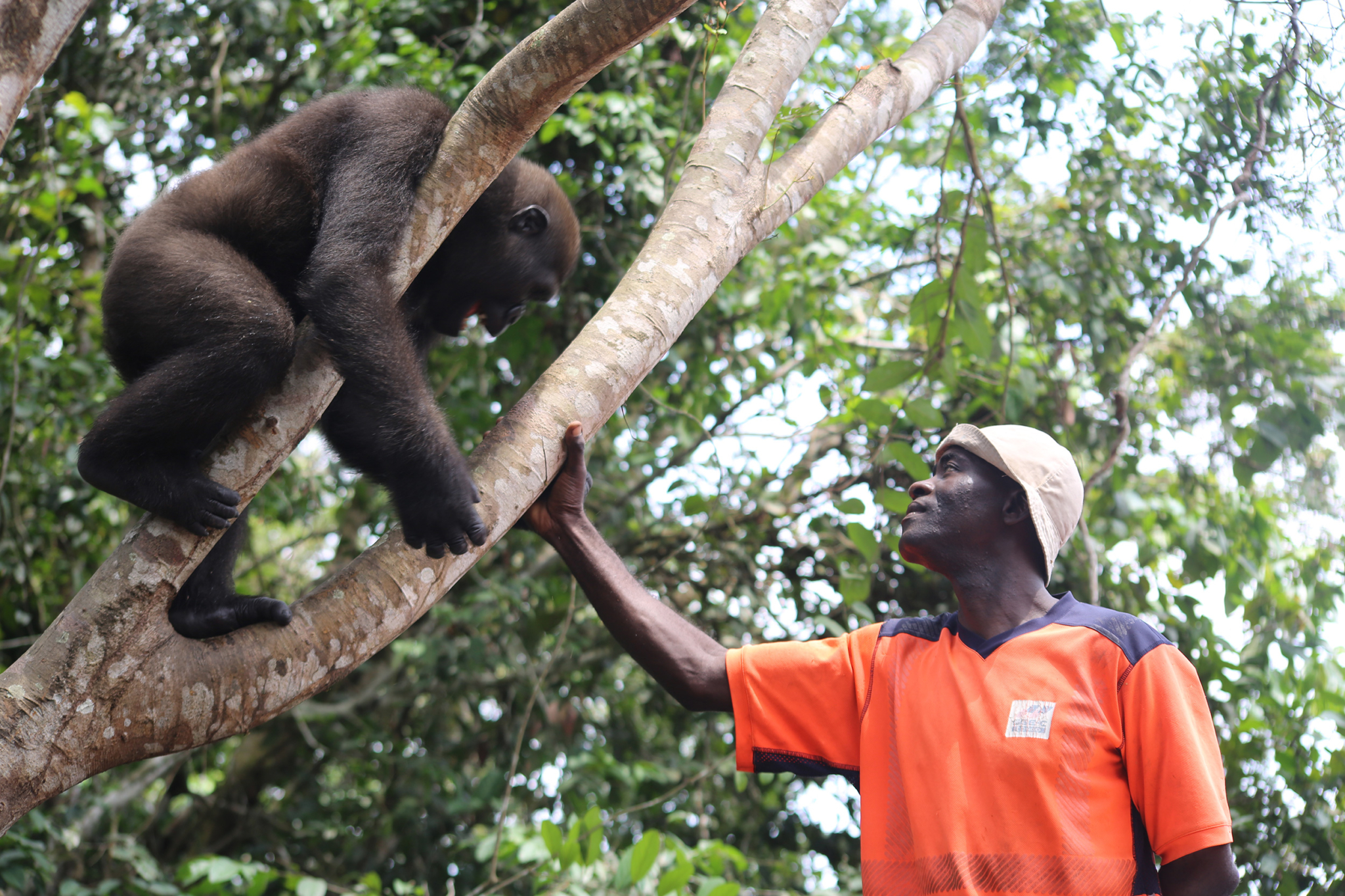A person wearing an orange shirt and a beige hat is standing beside a tree, reaching up and interacting with a gorilla that is climbing one of the branches. The background is filled with lush green foliage.