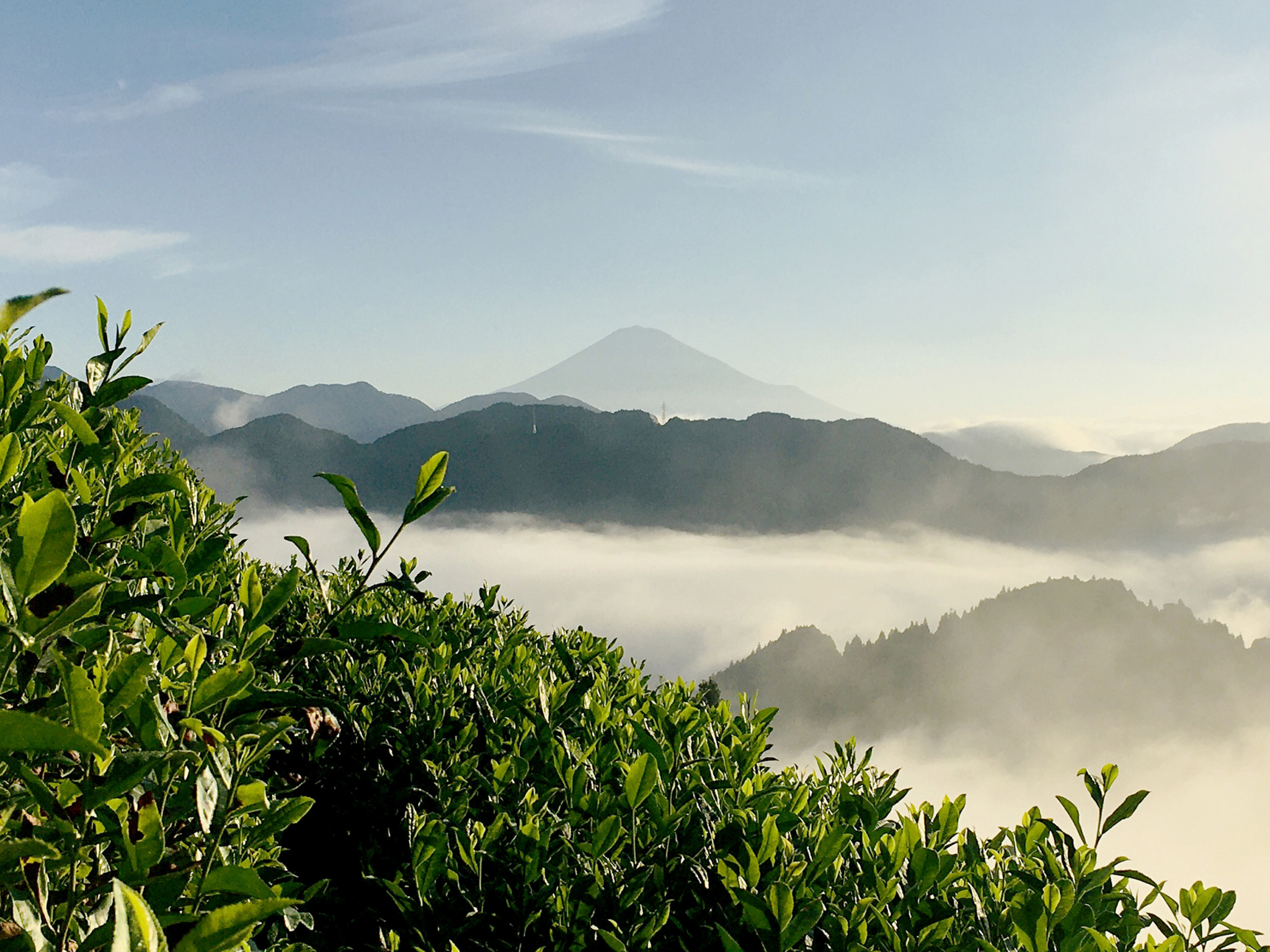 A tranquil mountain landscape with lush green plants in the foreground. Mist rolls over the hills, creating a serene layer of clouds. A distant, iconic mountain peak rises above the mist into the blue sky. The scene exudes calmness and natural beauty.