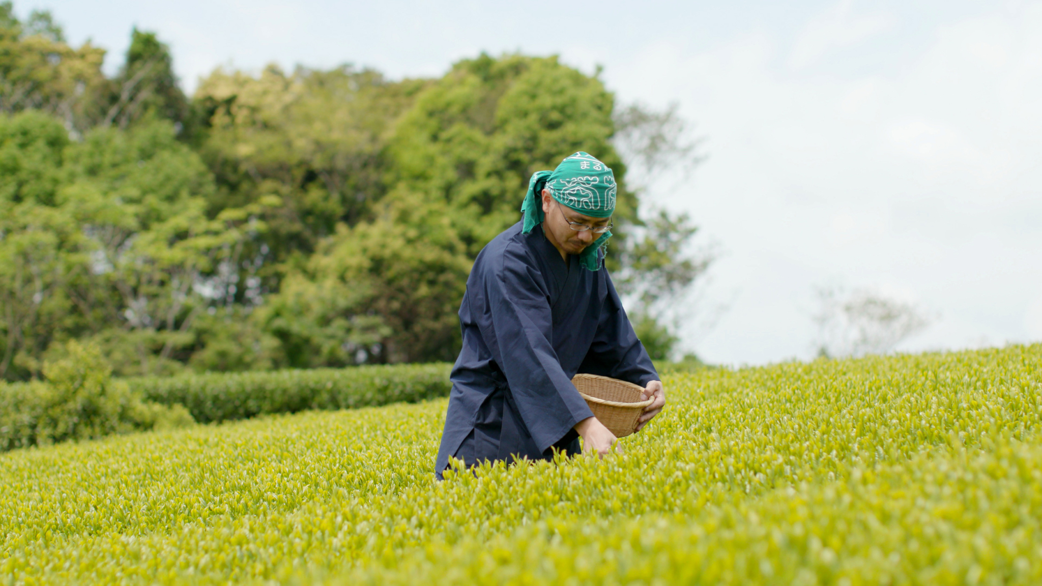 A person wearing a green headscarf and dark clothing harvests leaves in a lush green field, holding a wicker basket. The background features trees under a partly cloudy sky.