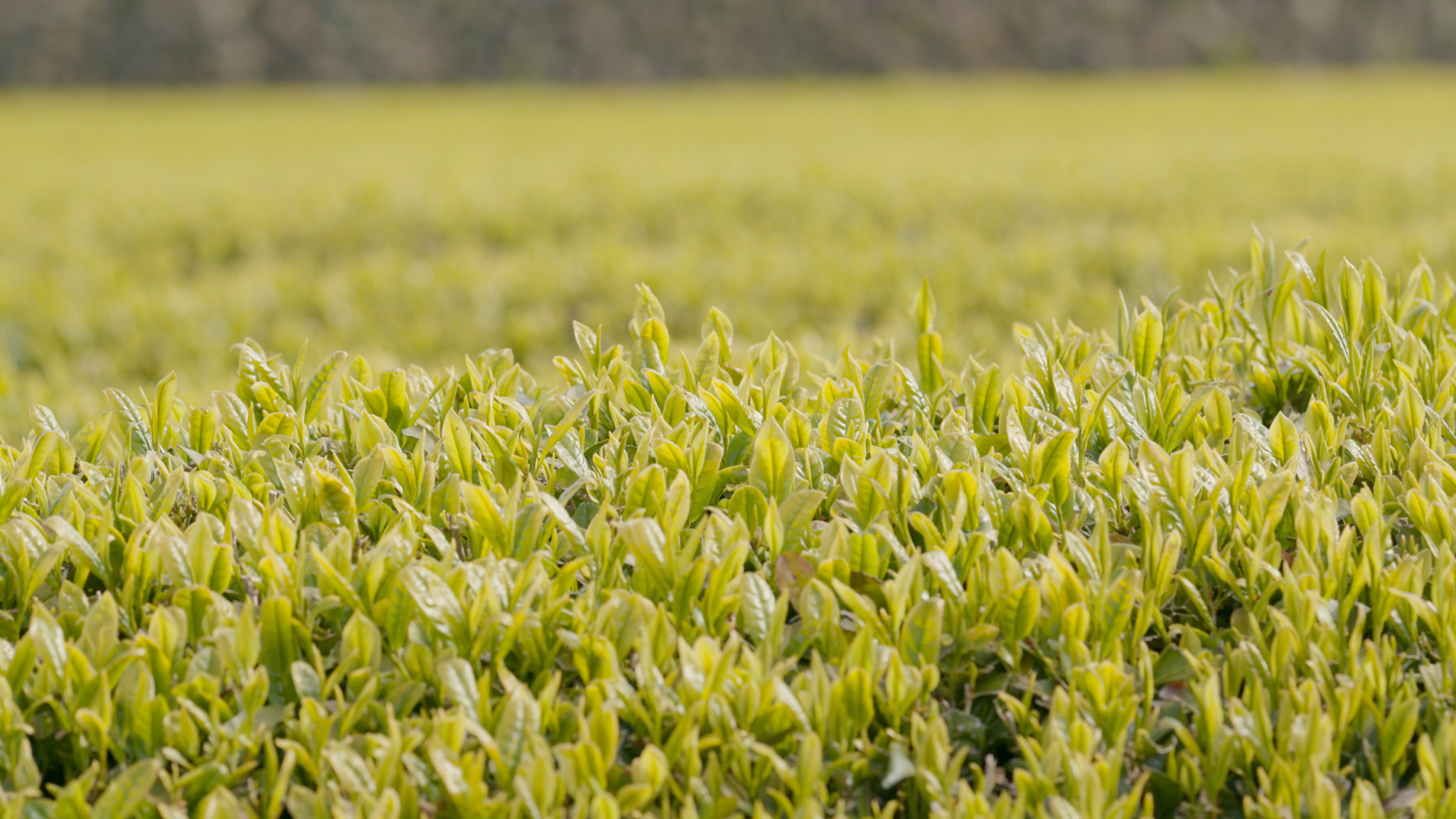 Close-up of a lush, green tea plantation field with rows of young tea leaves reaching upwards. The background is slightly blurred, emphasizing the dense, fresh foliage in the foreground. The overall scene exudes a sense of tranquility and natural beauty.