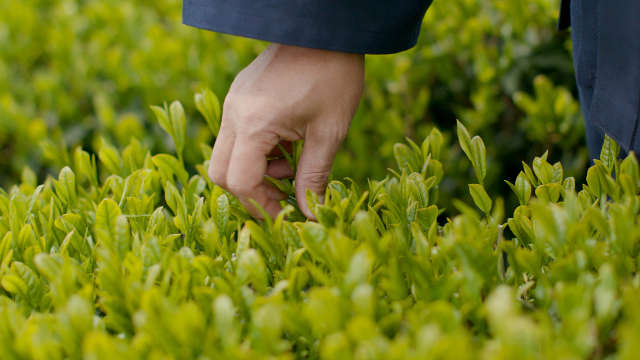 A hand, wearing a dark sleeve, reaches down to pick or touch light green leaves in a lush, green garden or field. The close-up scene suggests careful and gentle interaction with the plants.