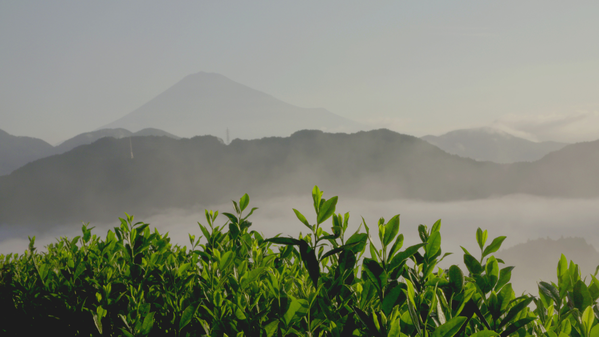 A lush green tea field in the foreground with rolling misty hills behind, fading into the distance where a majestic mountain stands prominently under a clear sky.