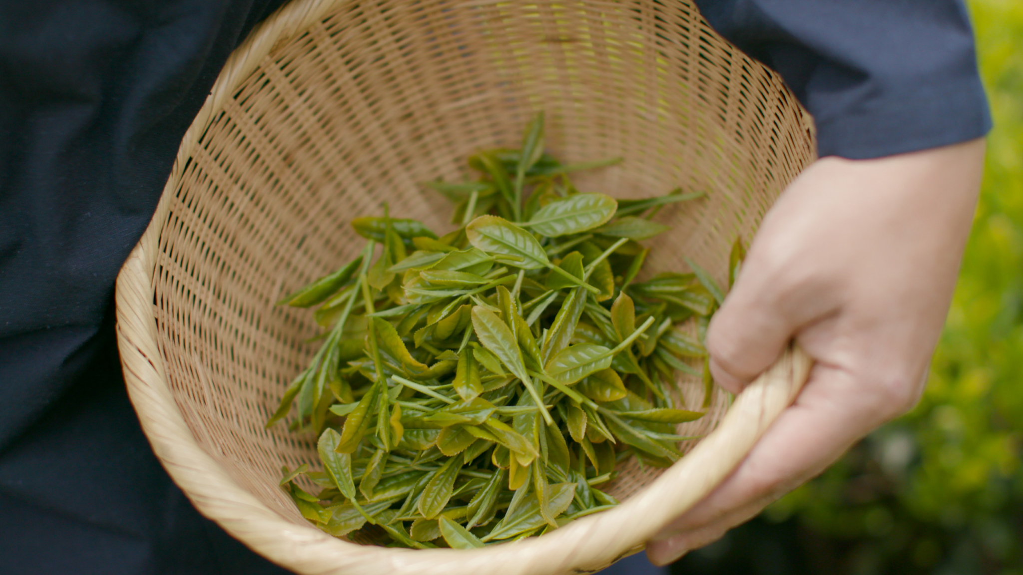 A person holding a woven basket filled with freshly picked green tea leaves. The leaves are vibrant and green, indicating their freshness. The person's hand is visible, grasping the edge of the basket, and they are dressed in dark clothing.