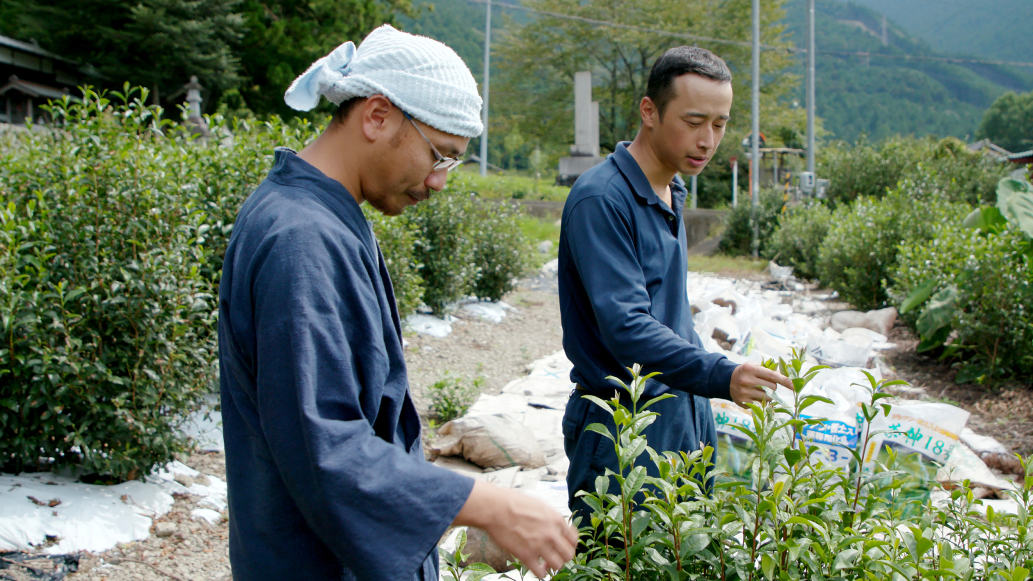 Two men, wearing blue traditional clothing and one with a white headscarf, examine tea plants in a green field. The background shows a peaceful rural setting with trees, a mountain, and a small structure.