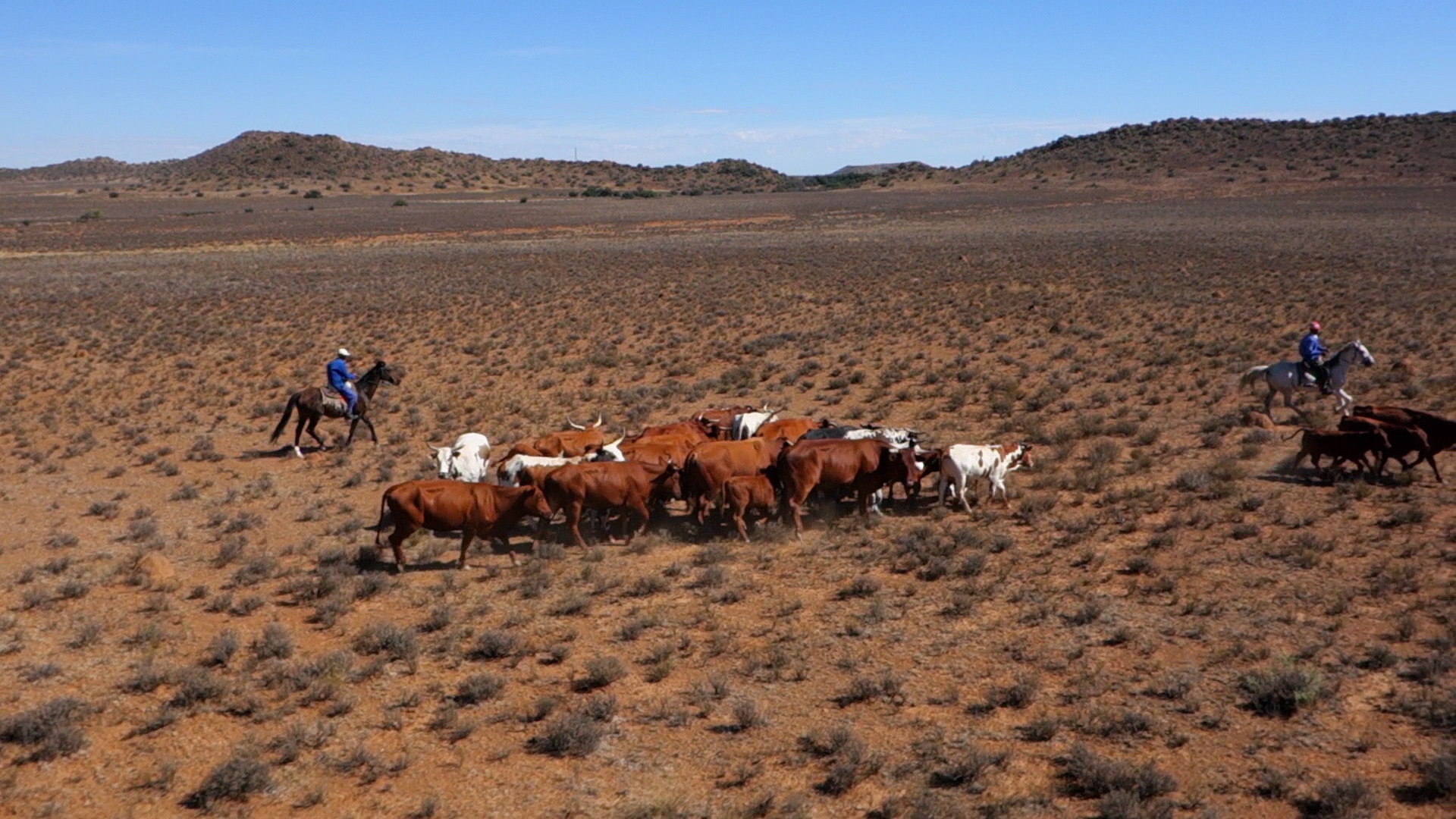 Aerial view of two people on horseback herding a group of cattle in a wide, arid, and open landscape with scattered shrubs and distant hills. The sky is clear and blue.