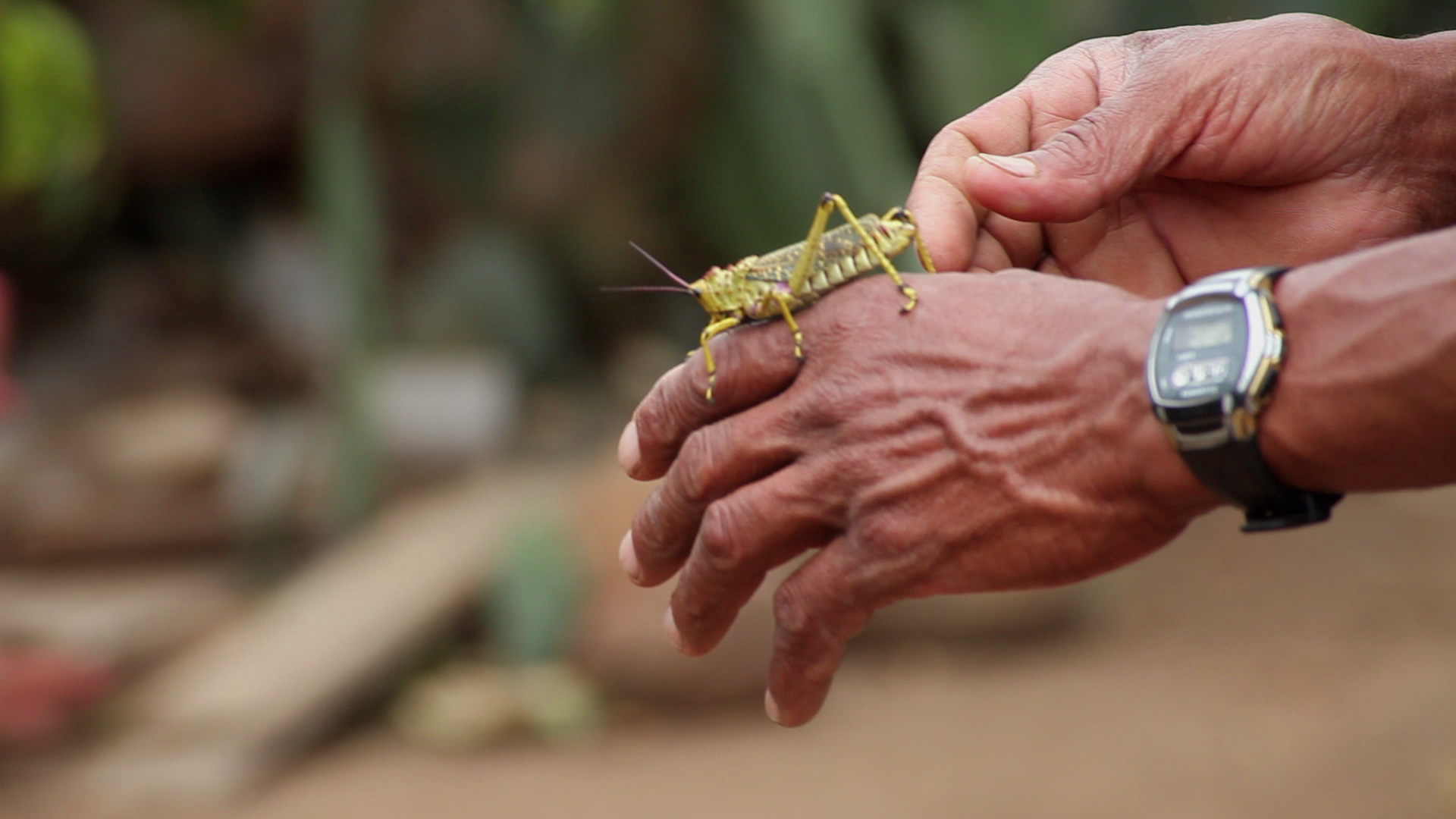A close-up of a person's hands holding a large green and yellow grasshopper. The person is wearing a wristwatch, and the background is blurred, suggesting an outdoor setting. The grasshopper is perched on one of the person's hands.