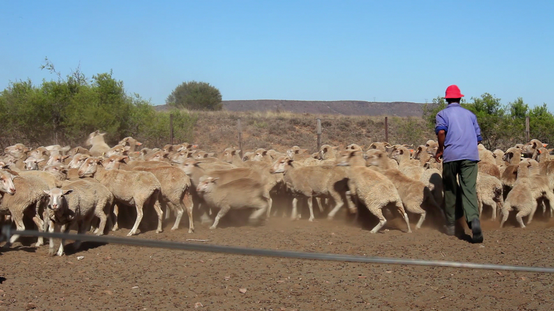 A person wearing a red hat and blue shirt is herding a large group of sheep on a dusty dirt field. Bushes and a ridgeline are visible in the background under a clear blue sky.
