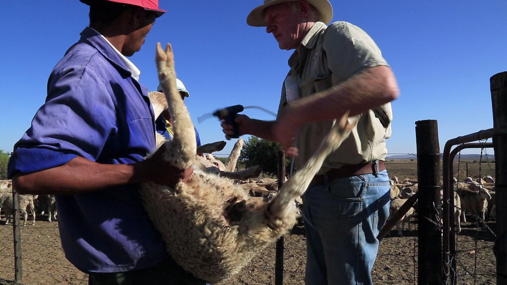 Two people work together to care for a sheep in a pen. One person holds the sheep's legs while the other administers a treatment with a handheld tool. They are both dressed in work clothing, and sheep can be seen in the background under a clear blue sky.