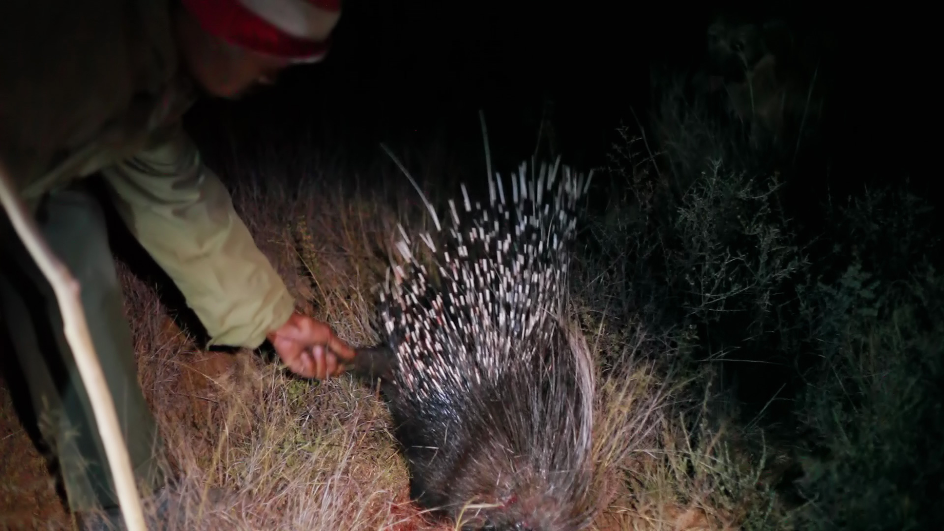 A person holding a stick is touching a porcupine in the dark. The porcupine has its quills raised defensively as the person approaches. The scene is illuminated by a light source, highlighting the grass and surroundings.