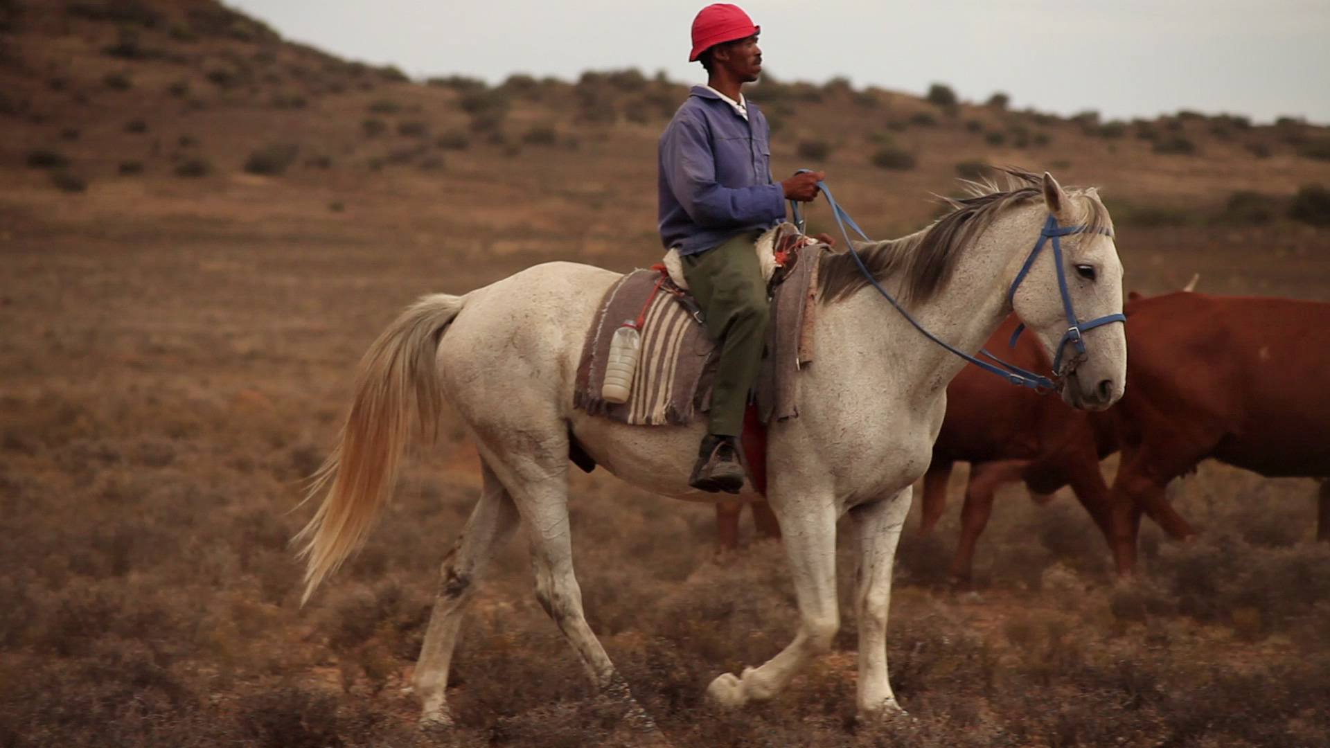A person wearing a red hat and blue jacket rides a white horse through a barren landscape with dry grass and hills in the background. Several brown cattle are partially visible nearby.