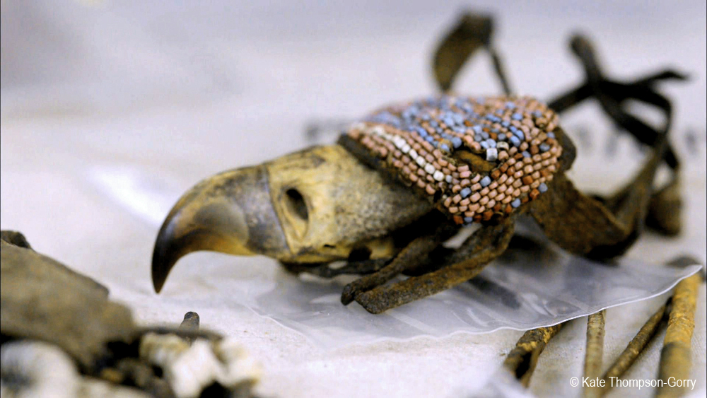 A close-up of a preserved bird head adorned with intricate beadwork. The bird's beak is prominent, and the beaded decoration features blue, white, and pink beads. The background is slightly blurred, with some indistinct objects nearby. © Kate Thompson-Gorry.